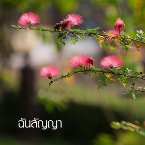 ดาวน์โหลดและฟังเพลง ฉันสัญญา พร้อมเนื้อเพลงจาก โอ๋ โอลิเวีย
