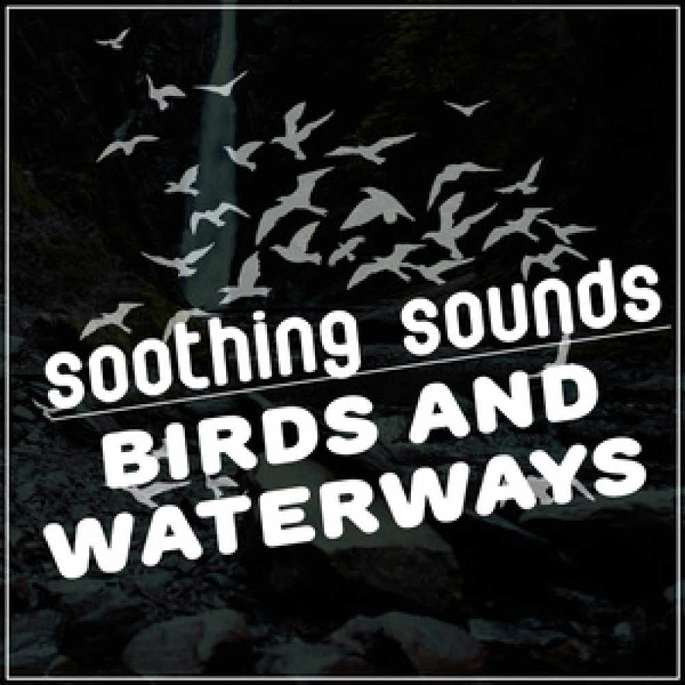 Brook Bird Song