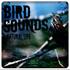 ดาวน์โหลดและฟังเพลง Birds of the Meadow พร้อมเนื้อเพลงจาก Bird Sounds