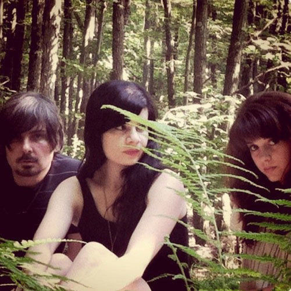 The Stargazer Lilies