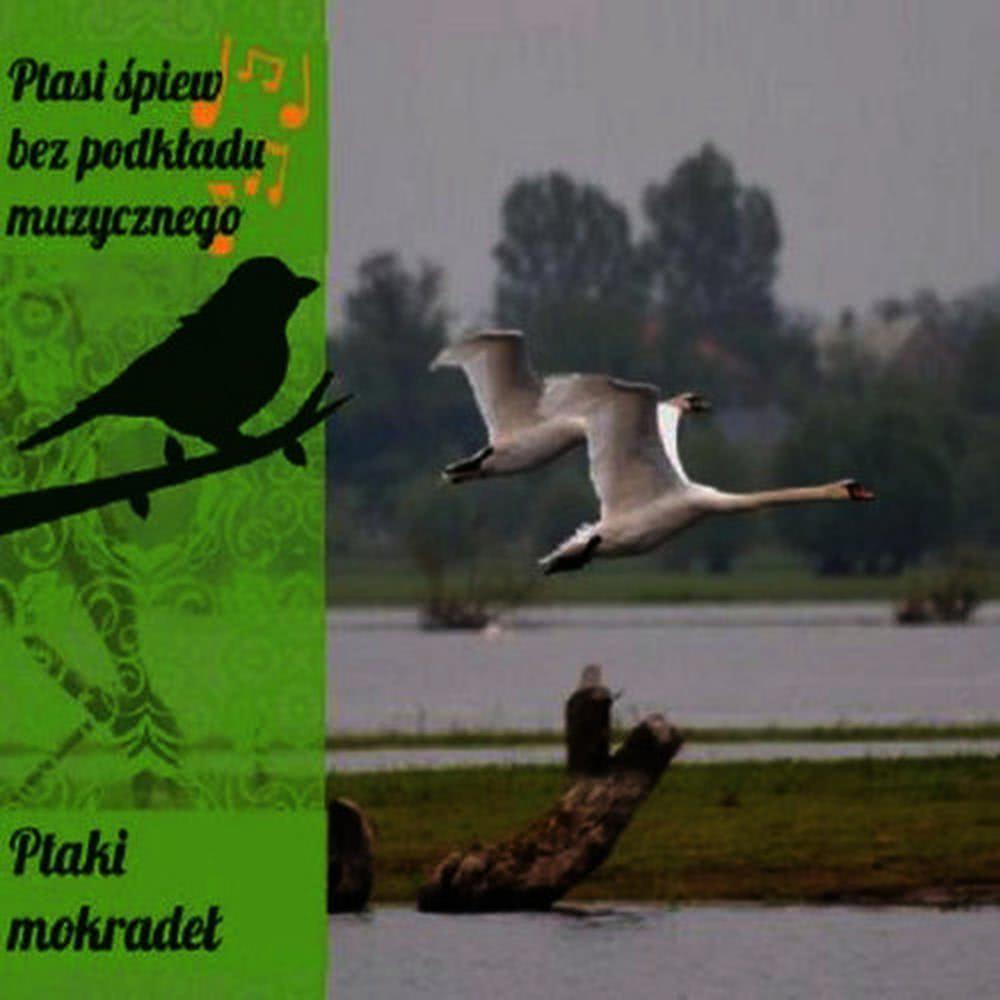 Cietrzew, kropiatka, kszyk, kwiczol, podrózniczek, spiewak, trznadel.
