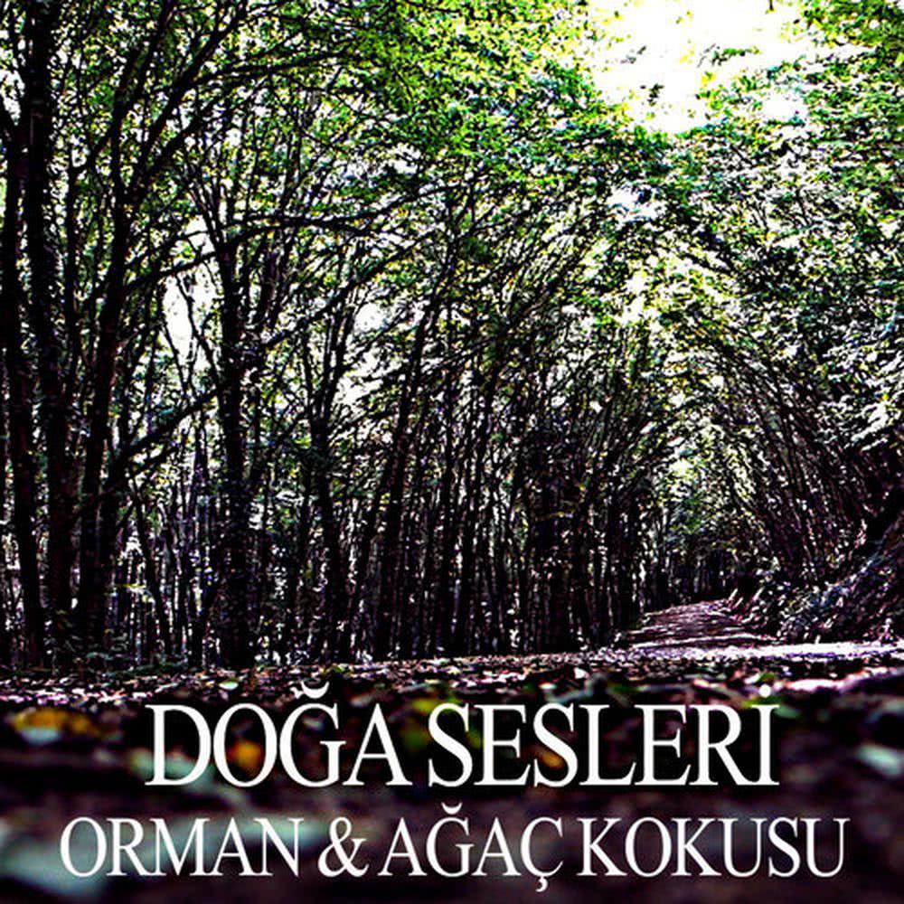 Aydos Orman'ında Kış