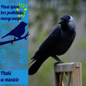 收聽Singing Birds of Poland的Ponownie odzywa sie bogatka, tym razem wyraznie na tle innych ptaków.歌詞歌曲