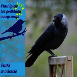 收聽Singing Birds of Poland的Spiew dwóch bogatek, kosa, czasem slychac swistunke lesna oraz kapturke.歌詞歌曲