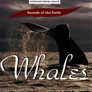 ดาวน์โหลดและฟังเพลง 1989 Humpback Whale Song พร้อมเนื้อเพลงจาก Sounds Of The Earth