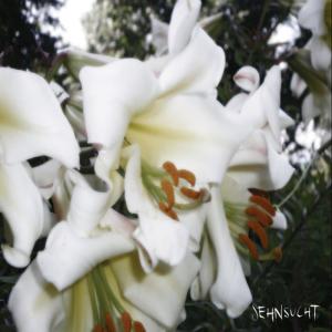 ดาวน์โหลดและฟังเพลง Sult พร้อมเนื้อเพลงจาก Sehnsucht