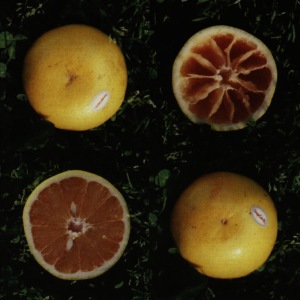 อัลบัม Pink Grapefuit ศิลปิน Orange Cake Mix