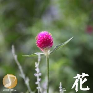 收聽Hiroto的Hana歌詞歌曲