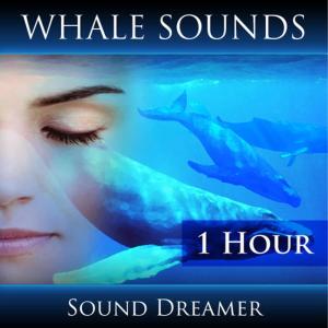收聽Sound Dreamer的Whale Sounds - 1 Hour歌詞歌曲
