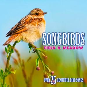 อัลบัม Songbirds: Field & Meadow - Over 25 Beautiful Bird Songs & Sounds ศิลปิน Echoes of Nature: Bird Songs