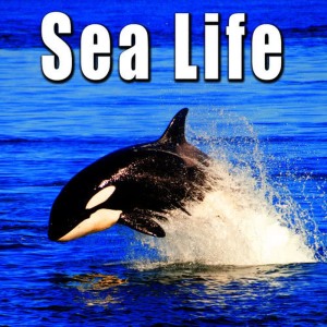 收聽Sound Ideas的Beluga Whales Vocalization歌詞歌曲