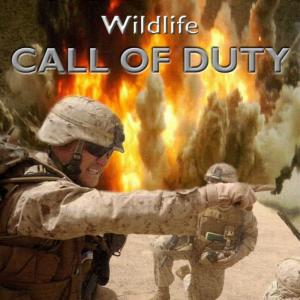 Wildlife的專輯Call of Duty