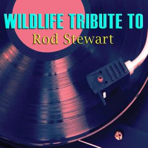 อัลบัม Wildlife Tribute to Rod Stewart ศิลปิน Wildlife