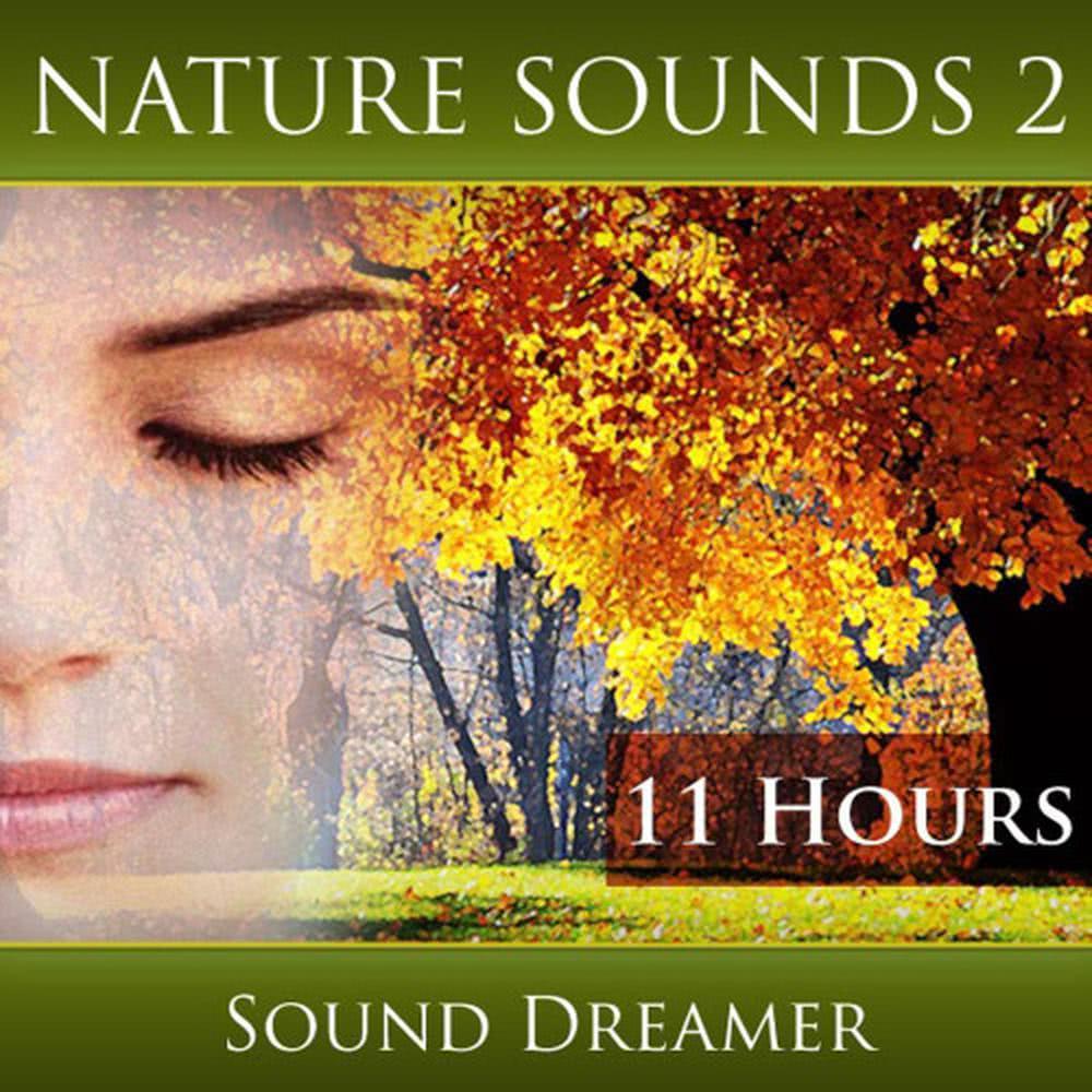 Small Brook and Cricket Sounds - 1 Hour