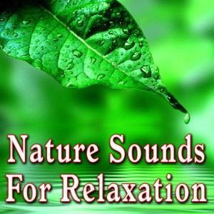 ดาวน์โหลดและฟังเพลง Ocean Surf and Seagulls for Restful Thoughts and Serenity พร้อมเนื้อเพลงจาก Nature Sounds