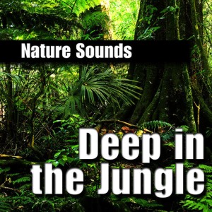 ดาวน์โหลดและฟังเพลง Jungle Wetland Wildlife Nature Sound พร้อมเนื้อเพลงจาก Nature Sounds