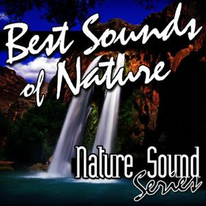ดาวน์โหลดและฟังเพลง Blackbirds Call and Chirrup พร้อมเนื้อเพลงจาก Nature Sound Series