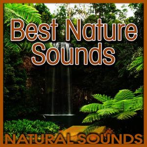 收聽Natural Sounds的A Swamp Is Teeming with Life at Dusk歌詞歌曲