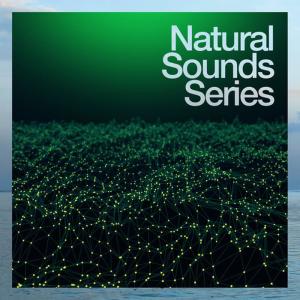 ดาวน์โหลดและฟังเพลง Birdsong at the Waterside พร้อมเนื้อเพลงจาก Nature Sound Series