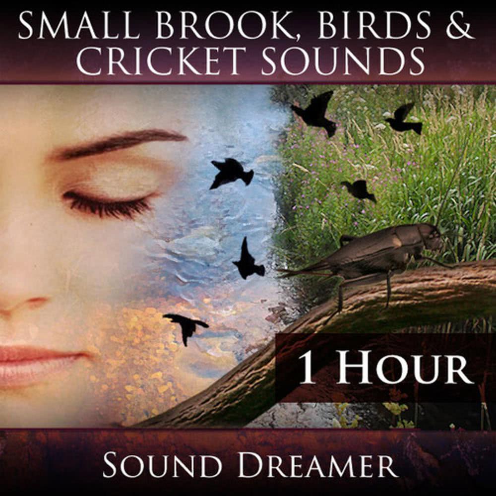 Small Brook Birds and Cricket Sounds - 1 Hour