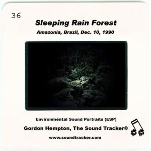 ดาวน์โหลดและฟังเพลง Sleeping Rain Forest พร้อมเนื้อเพลงจาก Gordon Hempton