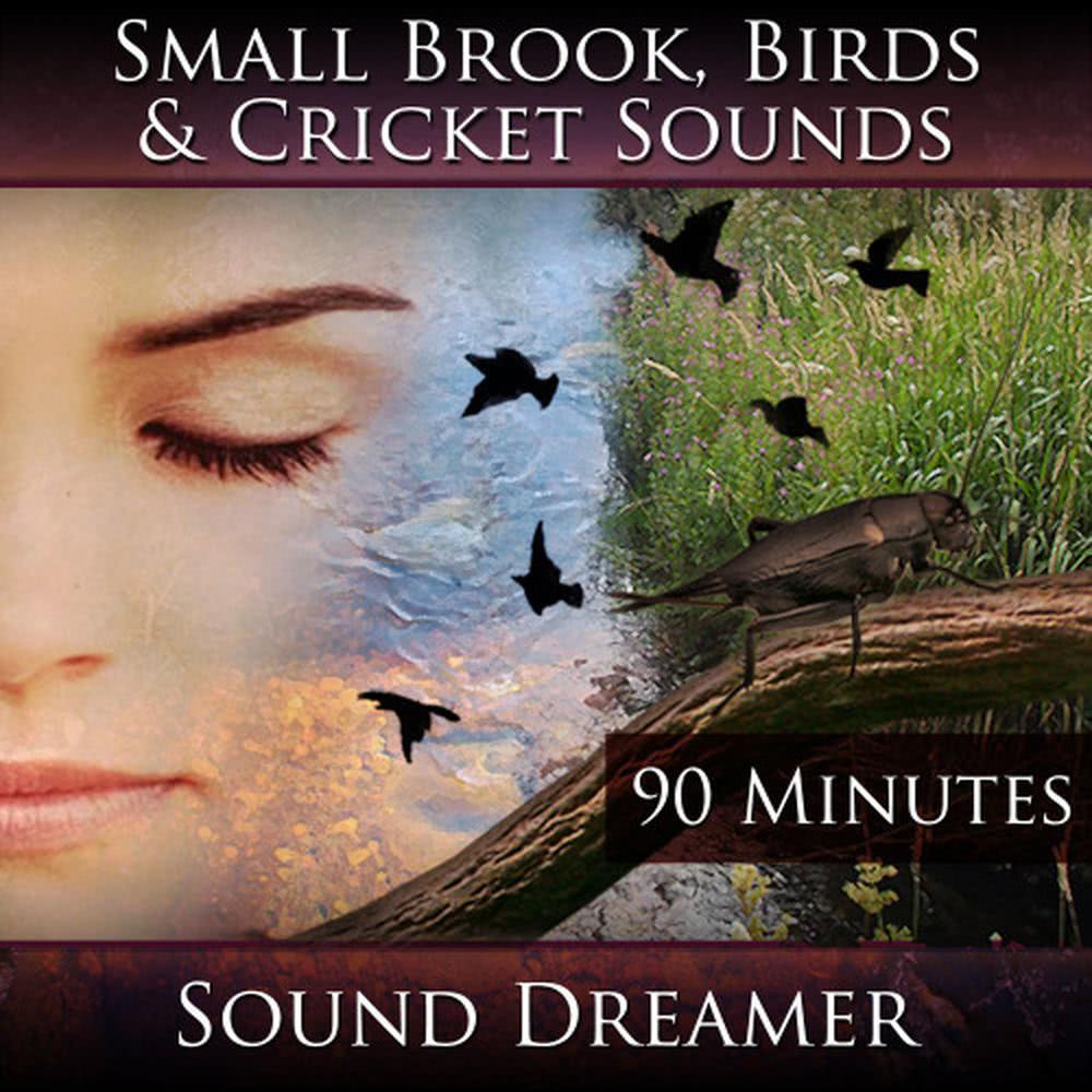 Small Brook Birds and Cricket Sounds - 90 Minutes