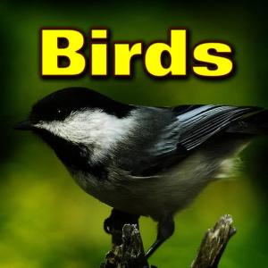 Dr. Sound Effects的專輯Birds