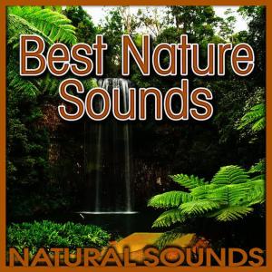 ดาวน์โหลดและฟังเพลง A Swamp Is Teeming with Life at Dusk พร้อมเนื้อเพลงจาก Natural Sounds