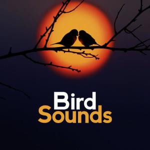 收聽Bird Sounds的Trickle Through the Forest歌詞歌曲