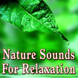 收聽Nature Sounds的Ocean Surf and Seagulls for Restful Thoughts and Serenity歌詞歌曲