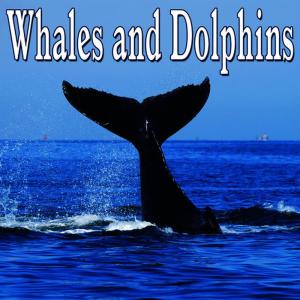 ดาวน์โหลดและฟังเพลง Spiritual Various Whale Calls and Waves พร้อมเนื้อเพลงจาก Nature Sounds
