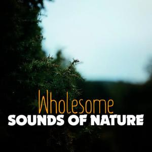 收聽Relaxing and Healing Sounds of Nature的Stream Sounds歌詞歌曲