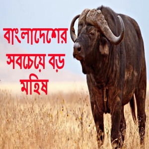 收听Juel Raihan的The Biggest Cow Of Bangladesh 2017歌词歌曲