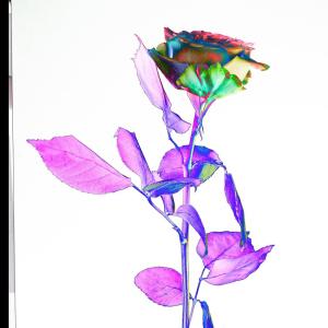 收听XO的If I Go歌词歌曲