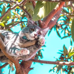 The Sleep Helpers ดาวน์โหลดและฟังเพลงฮิตจาก The Sleep Helpers