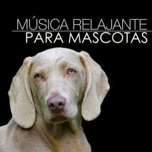 Música Relajante para Perros ดาวน์โหลดและฟังเพลงฮิตจาก Música Relajante para Perros