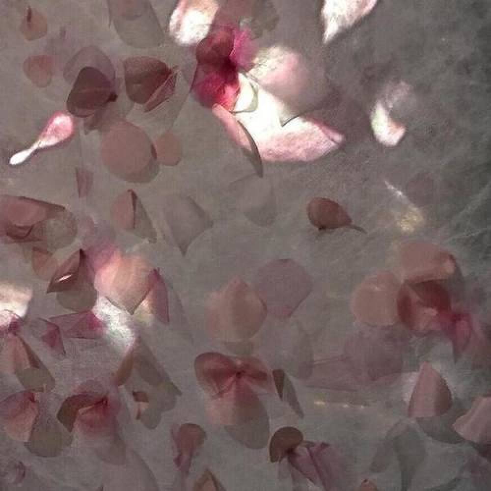 真蕊