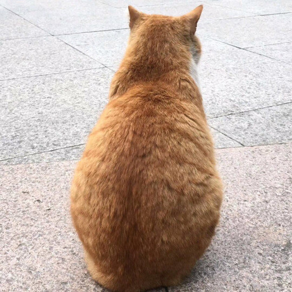 IronCat