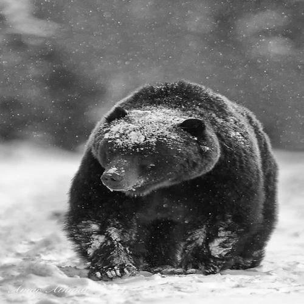 Myke Grizzly