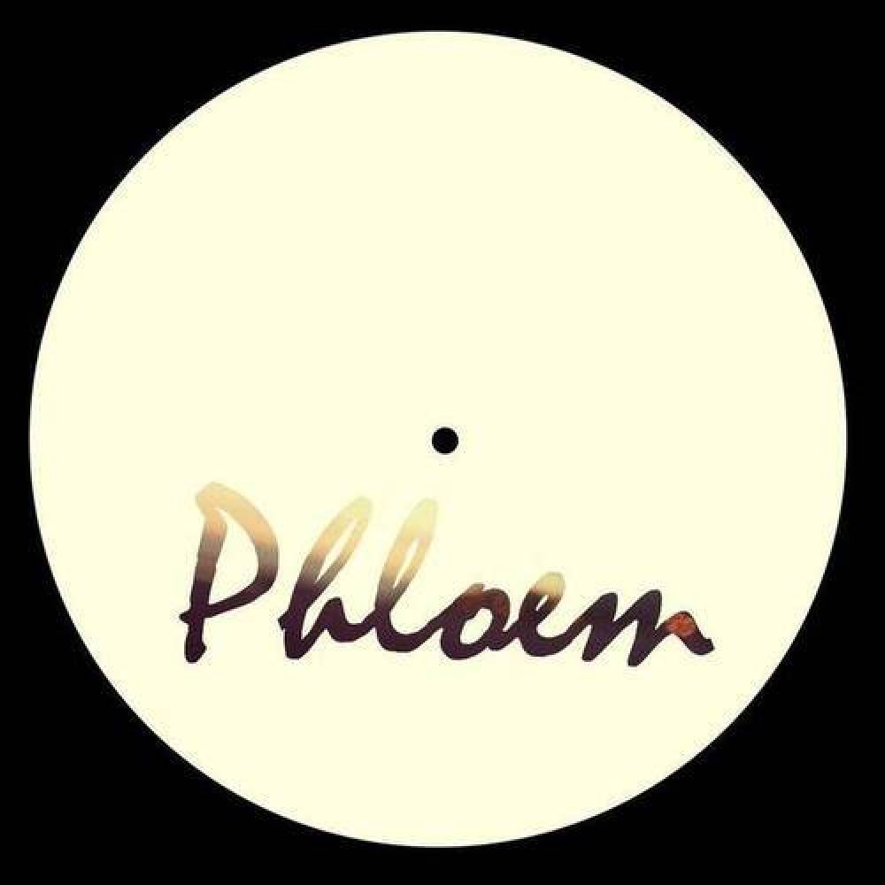 Phloem
