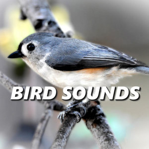 Bird Sounds ดาวน์โหลดและฟังเพลงฮิตจาก Bird Sounds