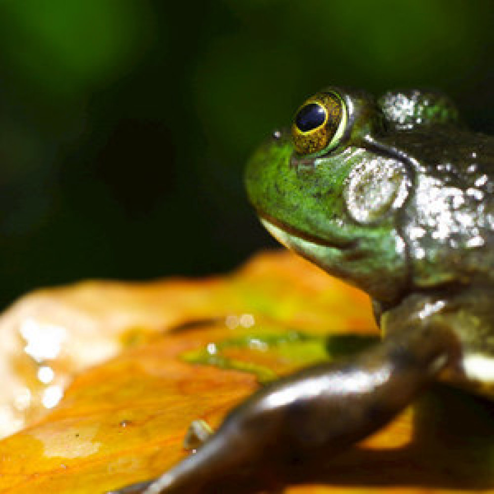Frogs and Toads at the Edge of the River